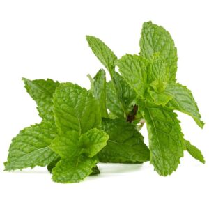 Mint: Spearmint (Mentha spicata) Seed