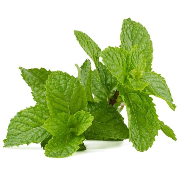 Mint: Spearmint (Mentha spicata) Seed