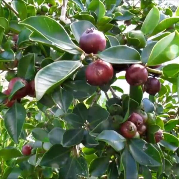 Psidium cattleyanum (Strawberry guava)