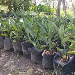 Strelitzia reginae (Bird of Paradise)