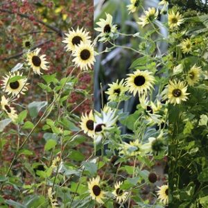 Helianthus debilis (Sunflower) 'Italian White' Seed