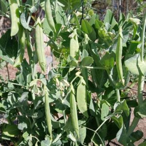 Peas Super Sugar Snap Pea Seed