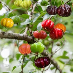 Eugenia uniflora (Surinam Cherry)