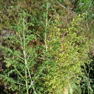 Artemisia annua (Sweet wormwood, Sweet Annie) Seed