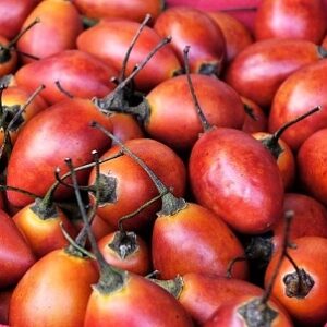 Tamarillo (Tree tomato) Red