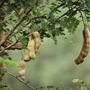 Tamarindus indica (Tamarind)