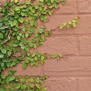 Ficus pumila (Tickey creeper)