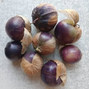 Tomatillo 'Purple' (Physalis philadelphica) Seed