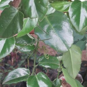 Cissus rotundifolia (Venezuelan Treebine)