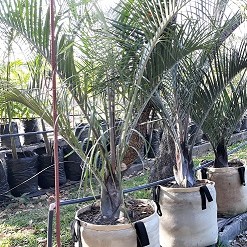 TrianglePalm1 (2)