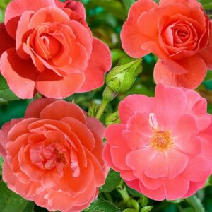 Rose 'Tropical punch'