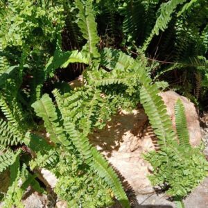 Nephrolepis exaltata (Petticoat fern)