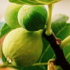 Fig 'White Genoa'