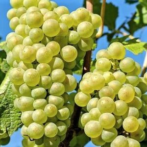 Grape 'Hanepoot white'