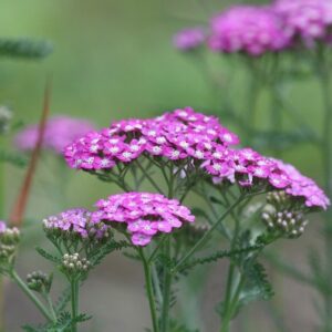 Achillea millefolium 'Cerise Queen' (Yarrow) Seed