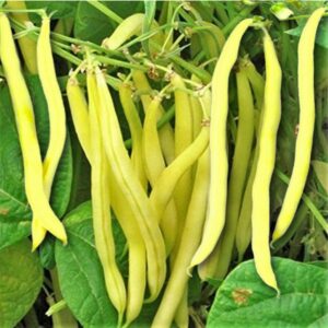 Beans: Bush Beans 'Golden Wax' Seed