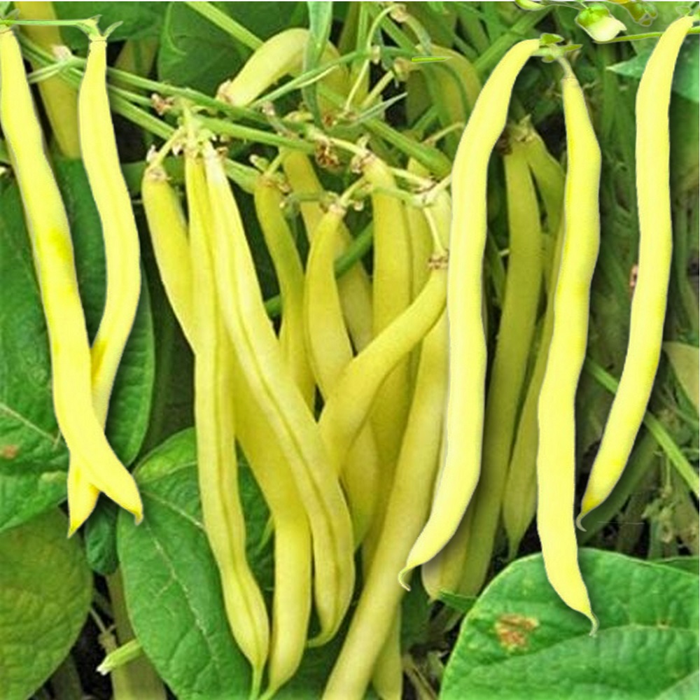 Beans: Bush Beans 'Golden Wax' Seed