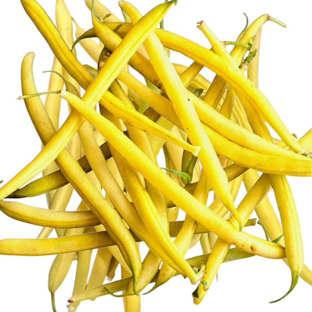 Beans: Bush Beans 'Golden Wax' Seed - Image 2