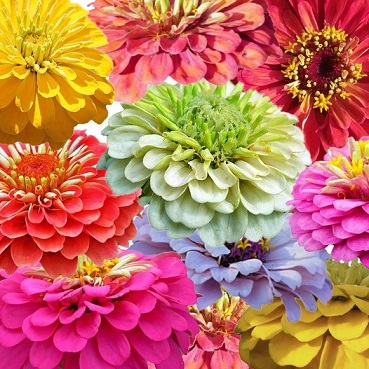 Zinnia California Giant Mix Seed - Palm Farm Nursery