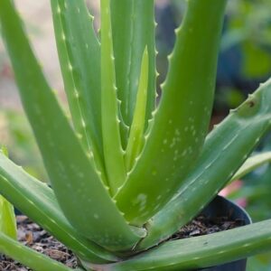 Aloe vera