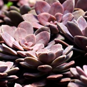 Echeveria (Graptosedum Alpenglow)
