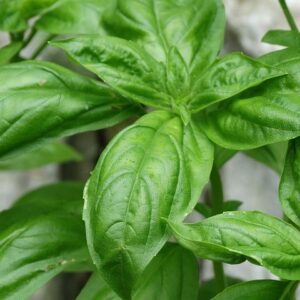 Basil ‘Genovese’ Seed