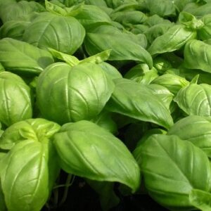 Basil 'Lettuce Leaf' Seed