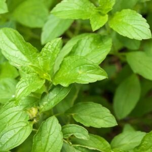 Basil 'Kapoor Tulsi' (Holy Basil) Seed