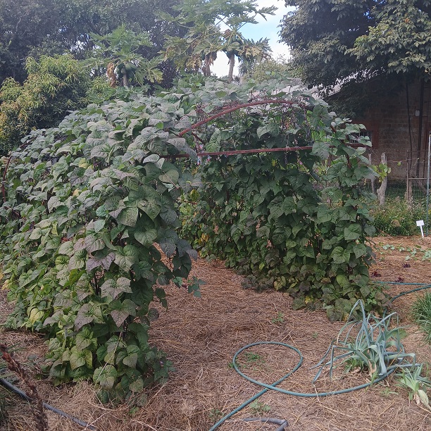 Beans: Pole bean 'Purple Podded Pole' Seed - Image 2
