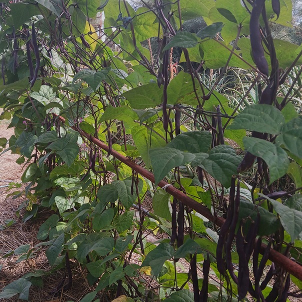 Beans: Pole bean 'Purple Podded Pole' Seed - Image 3