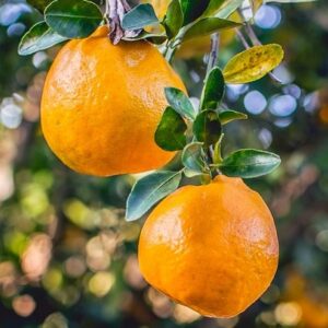 Citrus:  Satsuma ‘Big mandarin’