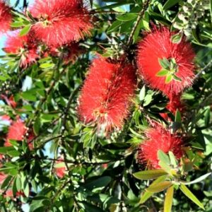 Melaleuca citrina (Crimson bottlebrush)