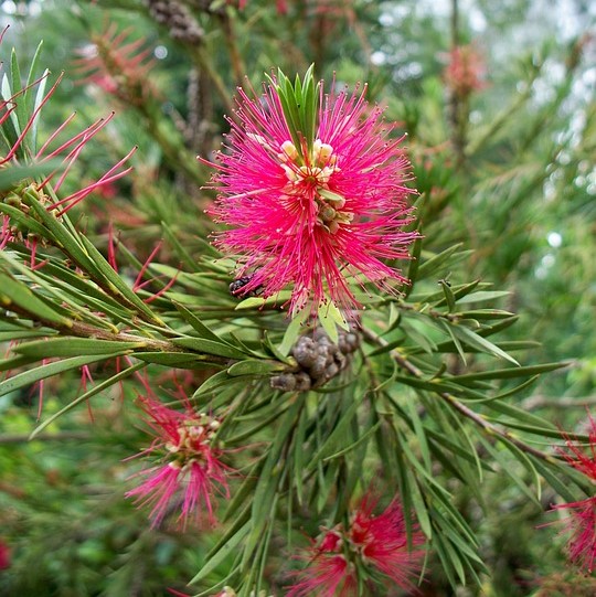 bottlebrush-268977_960_720