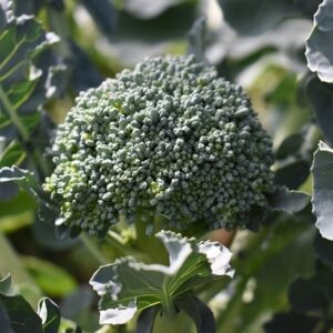 Broccoli 'De Cicco' Seed
