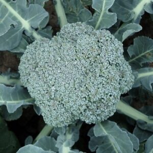 Broccoli 'Waltham 29' Seed