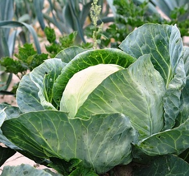 cabbage-2633033_640