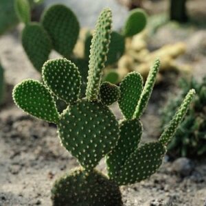 Opuntia microdasys (Bunny Ears Cactus)
