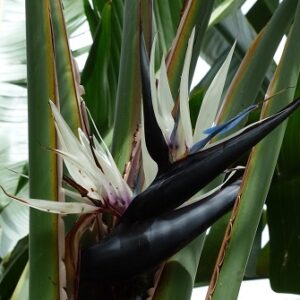 Strelitzia nicolai (Giant White Bird of Paradise) Seed