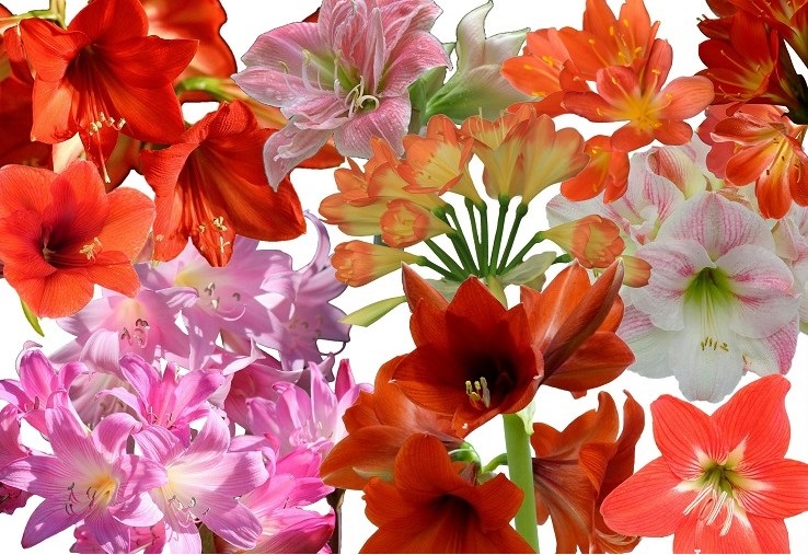 Plant Name Confusion: Clivia, Amaryllis and Hippeastrum