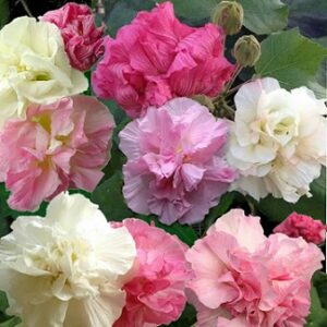 Hibiscus mutabilis (Confederate rose) Seed