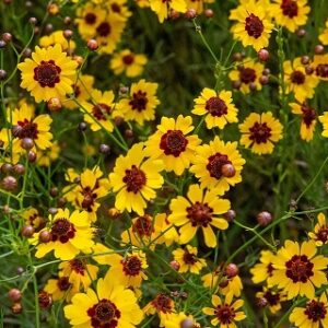 Coreopsis tinctoria (Tickseed) Seed