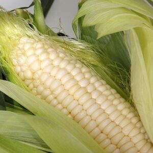 Corn: Sweetcorn 'Stowell's Evergreen' Seed