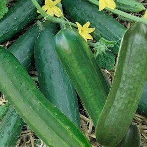 Cucumber 'Spacemaster' Seed