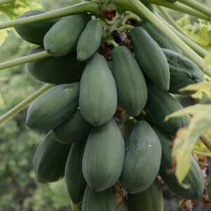 Papaya Dwarf 'Mixed Cultivars' Seed