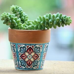 Sedum burrito (Burro's tail)