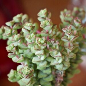 Crassula rupestris marnieriana x Crassula rupestris rupestris (Tom Thumb)