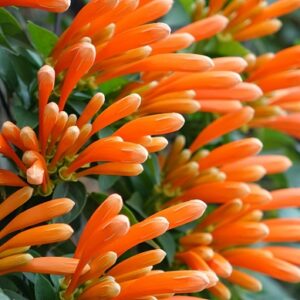 Pyrostegia venusta (Golden shower)