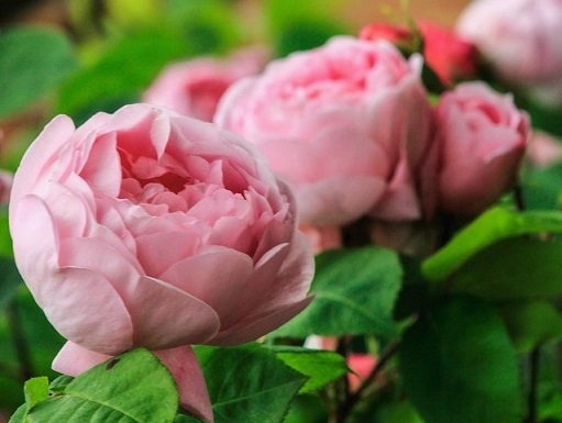 flowers-7246946_960_720 (3)