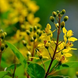 Galphimia gracilis (Golden Thryallis) Seed