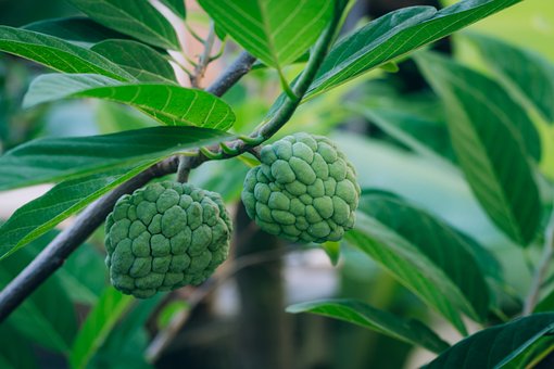 fruit-5017123__340
